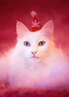 Moustaches et merveilles : Un portrait de chat