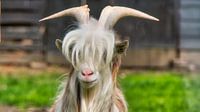 Lente Bok