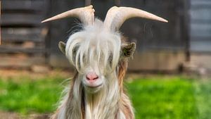 Lente Bok