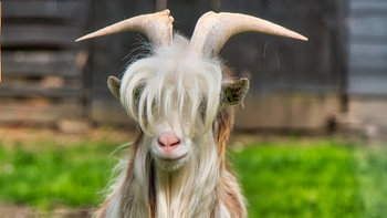 Lente Bok