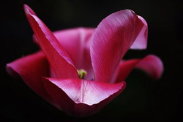 roze tulp van Aize Schipper