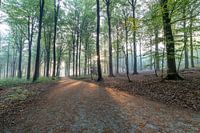 Zon warmt het bos op