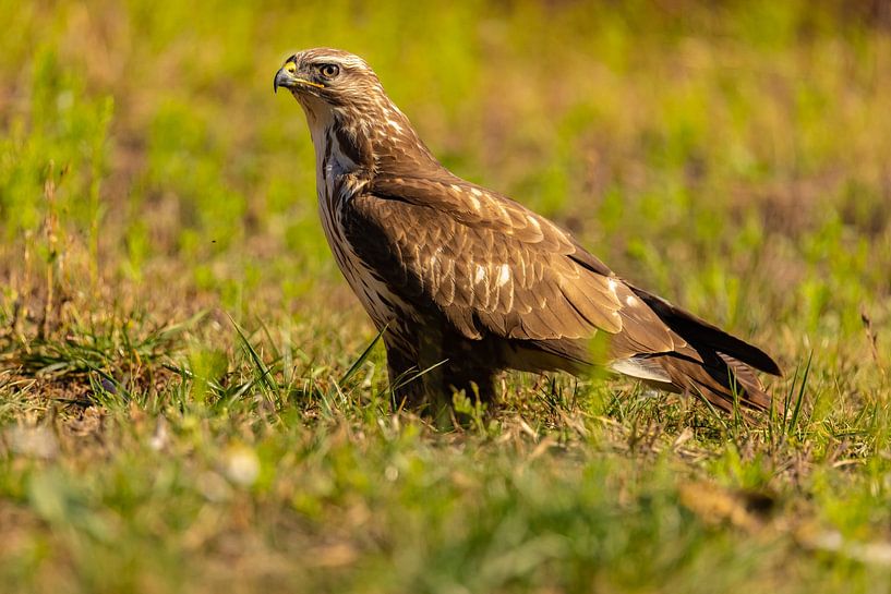 Buzzard (Buteo buteo) by Gert Hilbink