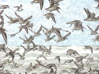 A Flock of Seagulls
