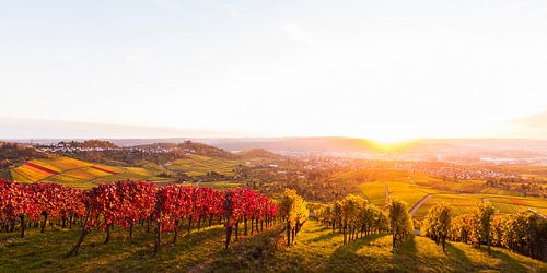 Wijngaarden in Stuttgart bij zonsondergang