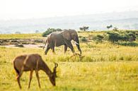 Elefant / Afrikanische farbenfrohe Landschaft / Naturfotografie / Uganda von Jikke Patist Miniaturansicht