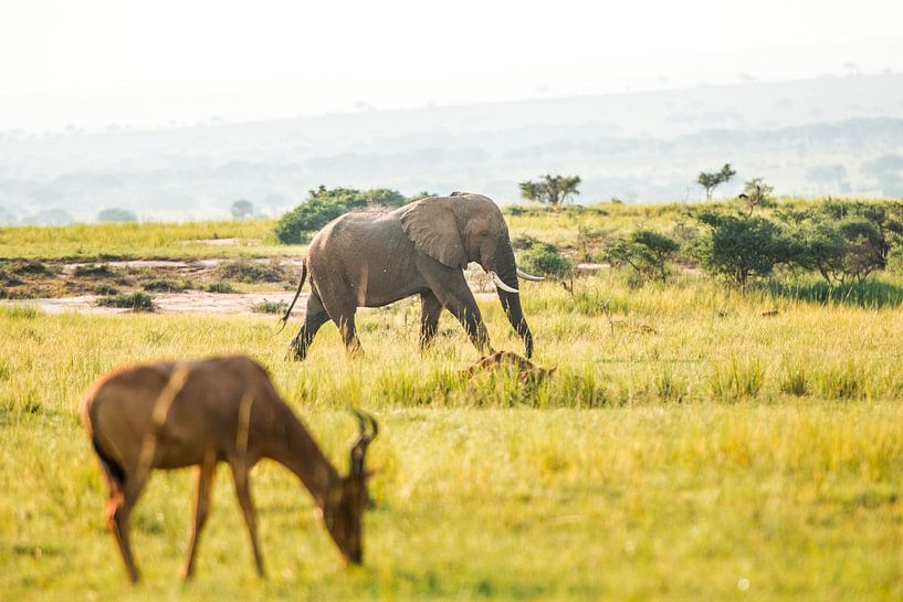 Elefant / Afrikanische farbenfrohe Landschaft / Naturfotografie / Uganda von Jikke Patist