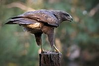 Buzzard