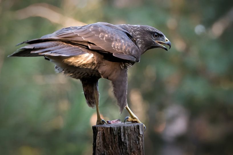 Buizerd van Rob Jansen