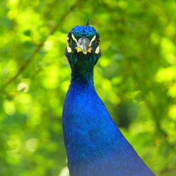 Blue peacock