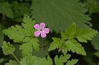 Robert-Kraut, Wildblume von Kristof Lauwers Miniaturansicht