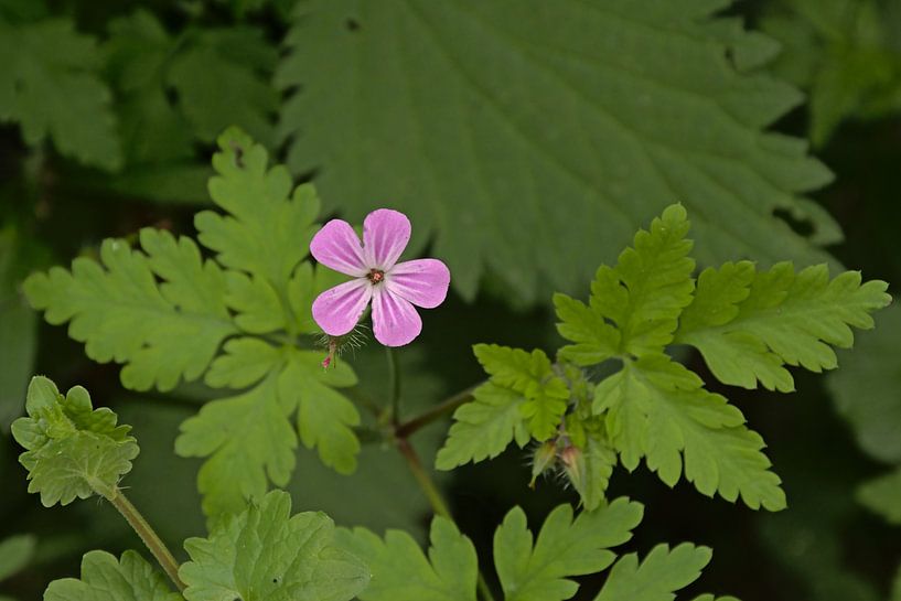 Robertskruid, wilde bloem van Kristof Lauwers