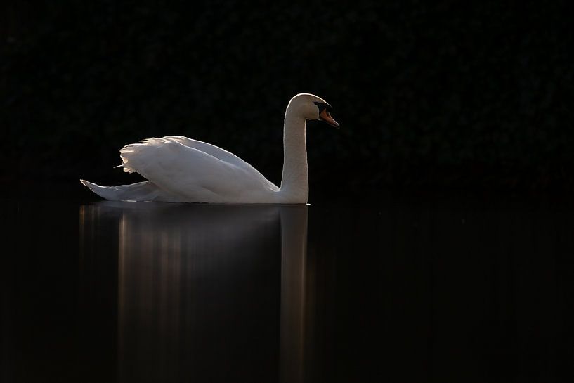 Schwan in einem dunklen Rahmen von Menno Schaefer