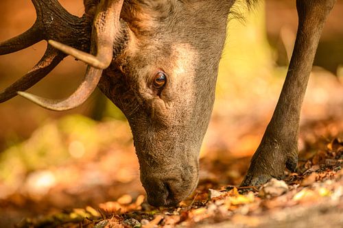 Edelhert in het bos tijdens de herfst