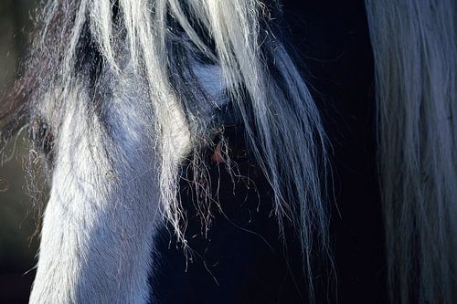 Het paard genaamd Cendy