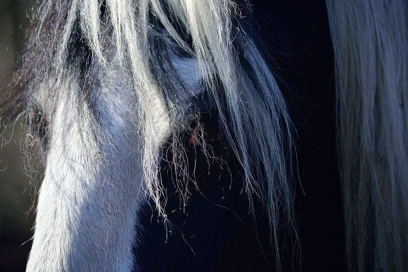 The horse called Cendy by Frank's Awesome Travels