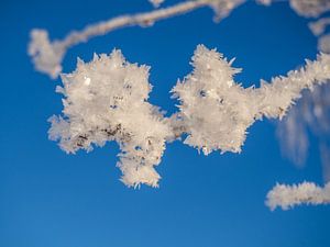 Cristaux de glace sur une branche en hiver sur Animaflora PicsStock