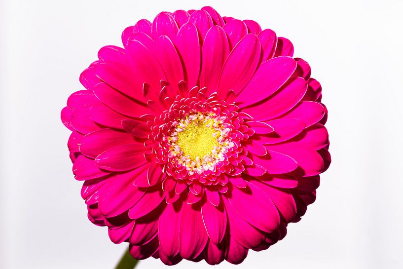 Just a flower by Nancy Bogaert