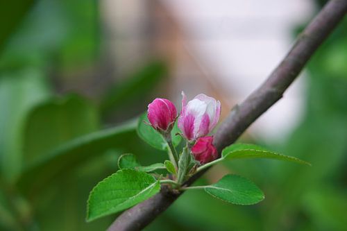 Blüte von Daniel Dorst