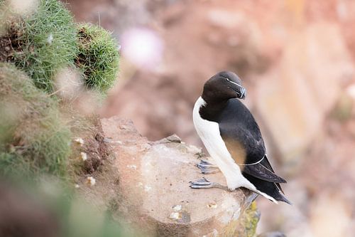 Alk uitrustend op een klif aan het kijken wat jij aan het doen bent van Dennis van Hof