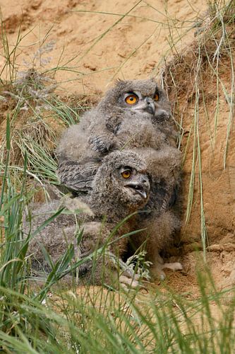 Zwei junge Uhus im Dunenkleid... Europäischer Uhu * Bubo bubo *