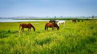 Chevaux dans les plaines inondables près de Zwolle par Digital Art Nederland Aperçu