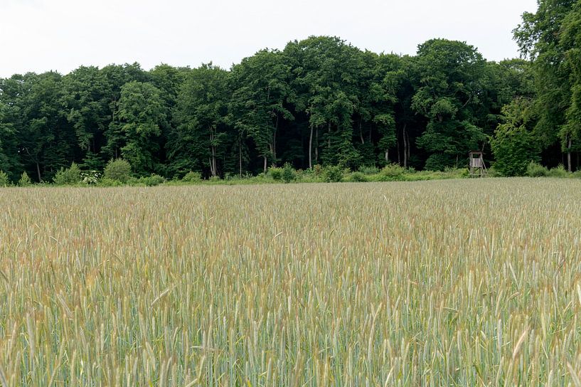 Wheat fields Luxembourg by Richard Wareham