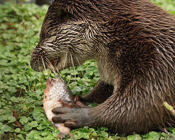 De otter aan de vis