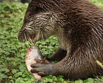 De otter aan de vis sur Henriëtte Kelderman-Makaaij