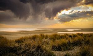 Strand und Dünen Maasvlakte