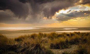 Strand und Dünen Maasvlakte