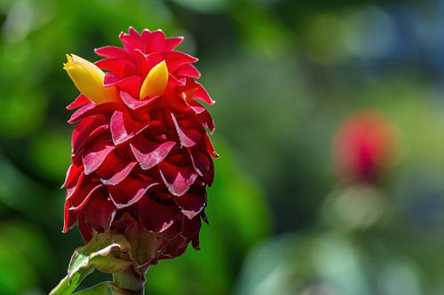 Cire rouge indonésienne Fleur de gingembre
