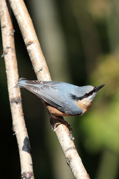 Boomklever by Jolanta Mayerberg