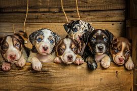 group photo dogs puppies