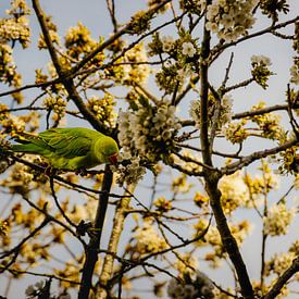 Perruche à collier sur vascofialho.nl