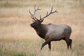 Eland (Wapiti), Cervus elephas, Yellowstone National Park, Wyoming van Frank Fichtmüller