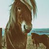 Sigurður von Islandpferde  | IJslandse paarden | Icelandic horses