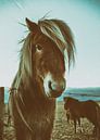 Sigurður par Islandpferde  | IJslandse paarden | Icelandic horses Aperçu