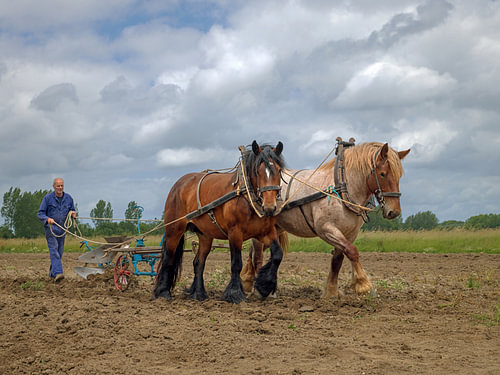 Agriculteur avec des chevaux de trait