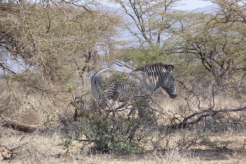 Grevy Zebra