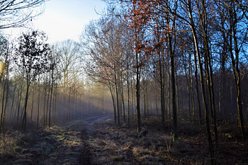 Bos in zonnestralen