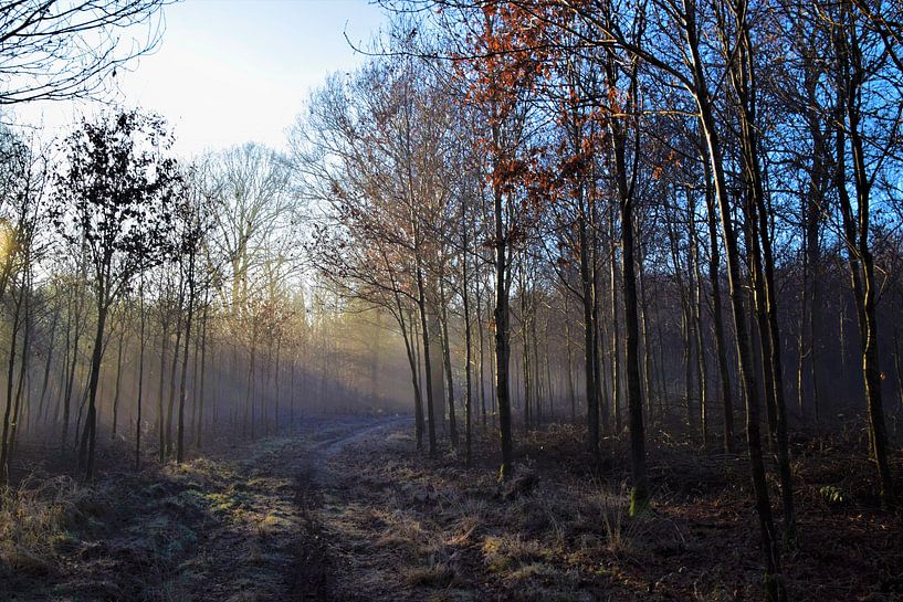 Bos in zonnestralen von Maarten Honinx