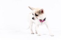 Little puppy
