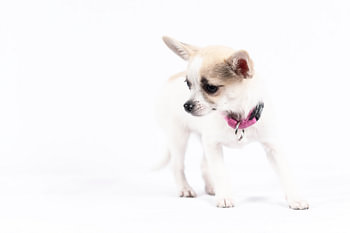 Little puppy