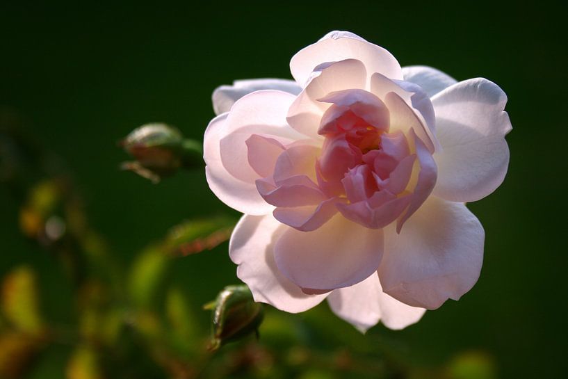 A rose by Marga Vroom