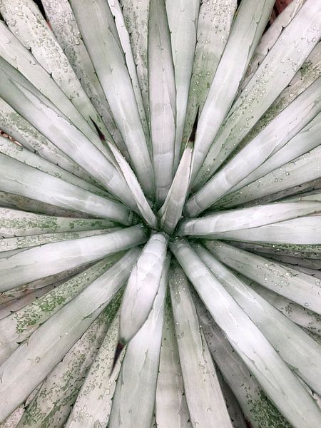 Aloe Vera Star by Danielle Fassbender