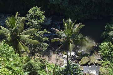 Jungle Vallei van Bianca ter Riet