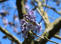 Blauglockenbaum