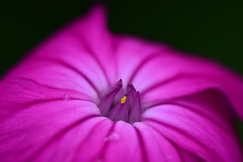 Dappere free style klimmer