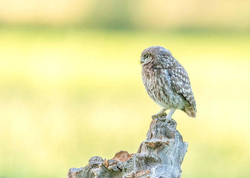 Little owl! van Robert Kok